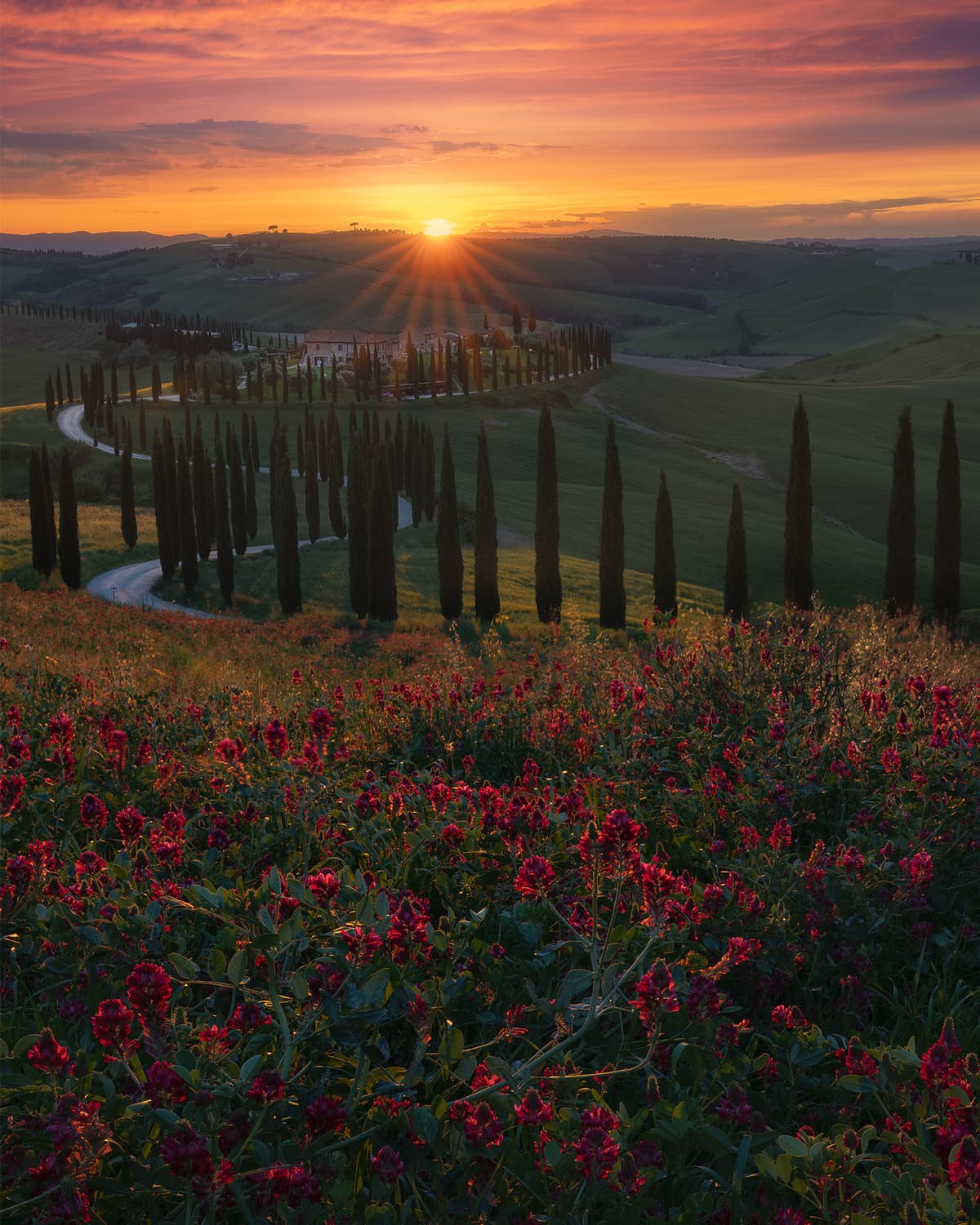 Baccoleno and Flowers.