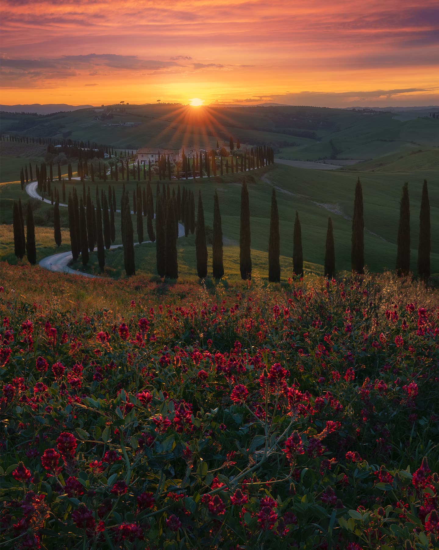 Baccoleno and Flowers.