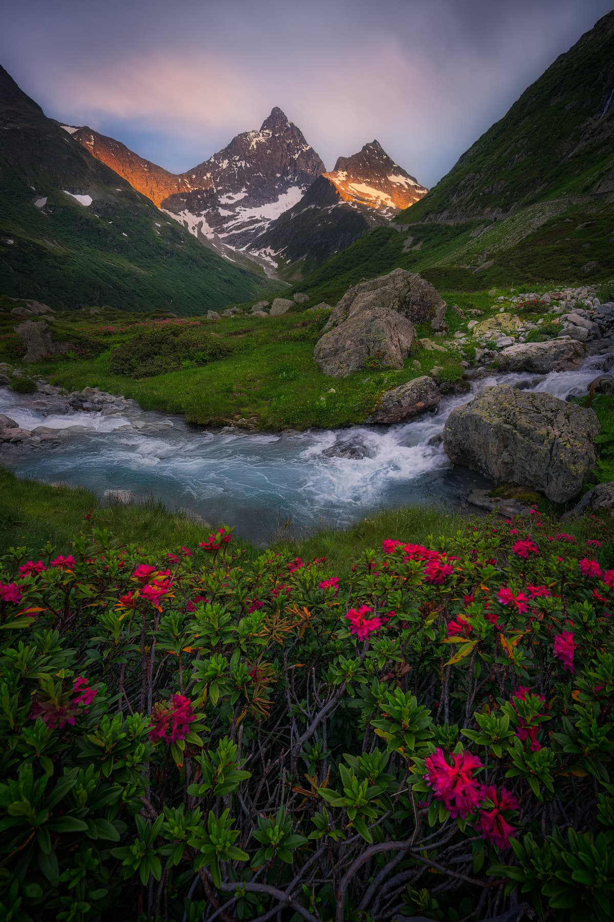 Sustenpass Flowers